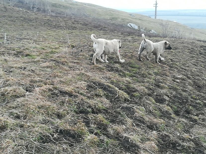  - CÂINI KANGAL