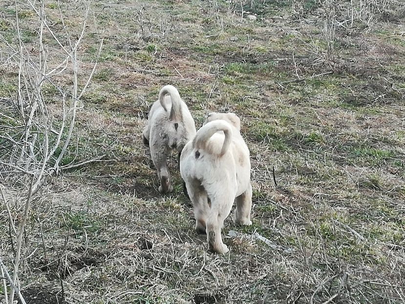  - CÂINI KANGAL
