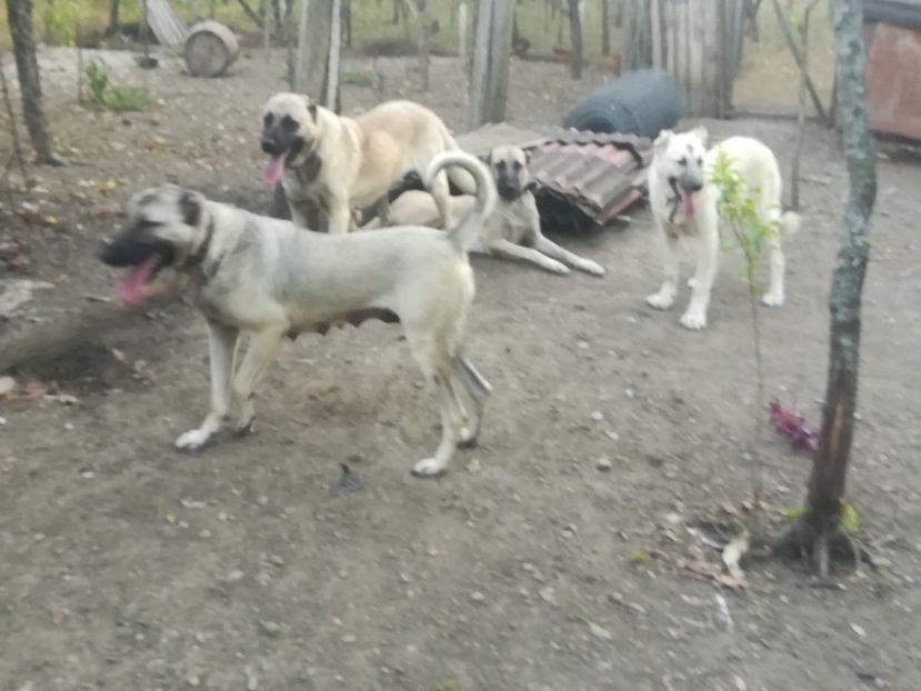  - CÂINI KANGAL