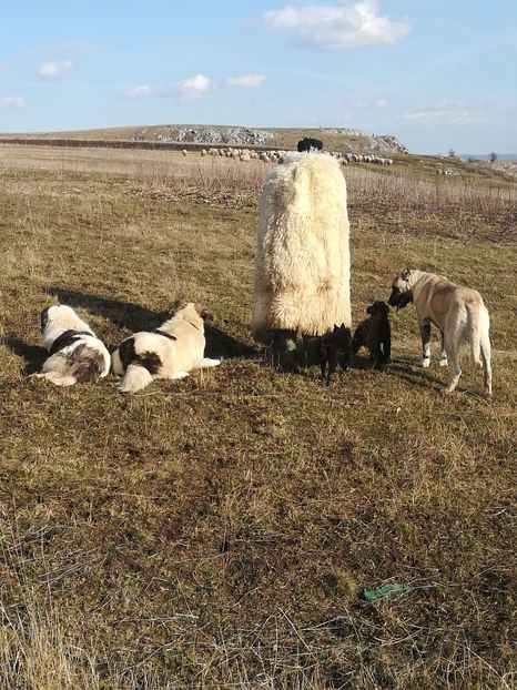 - CÂINI KANGAL