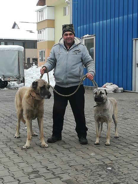  - CÂINI KANGAL