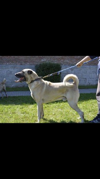 Screenshot_20190128-215145 - CÂINI KANGAL