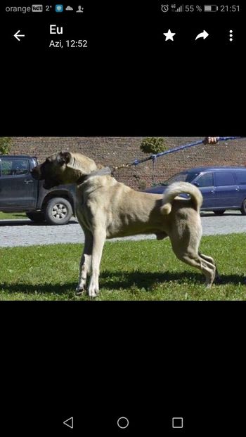 Screenshot_20190128-215125 - CÂINI KANGAL