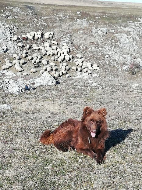  - Căței de întors oile rasa Mudi import Ungaria de vânzare inf doar la tel 0744637216