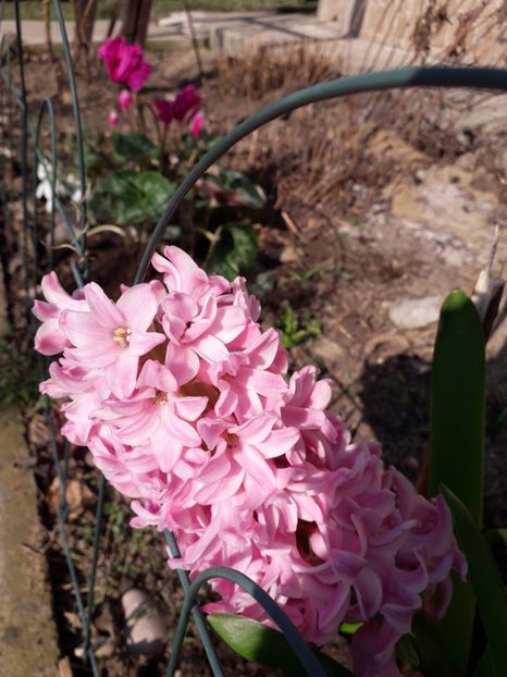 3.03 - a-primavara-2019