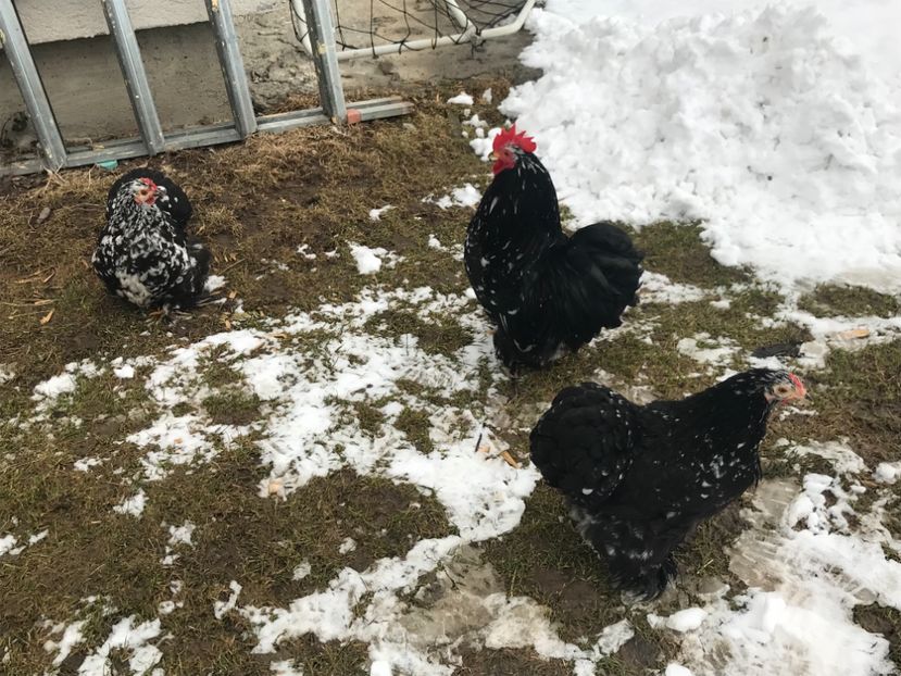  - c - Cochinchina pitic 2019