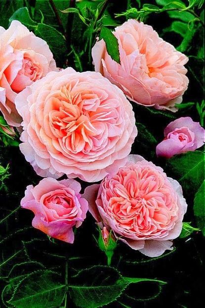 Old English garden beauties - roz - Old English garden beauties- roz