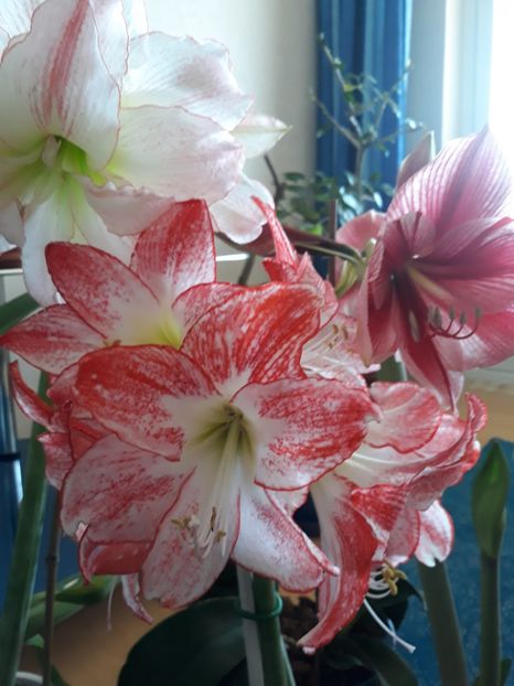 Spotlight - AMARYLISS