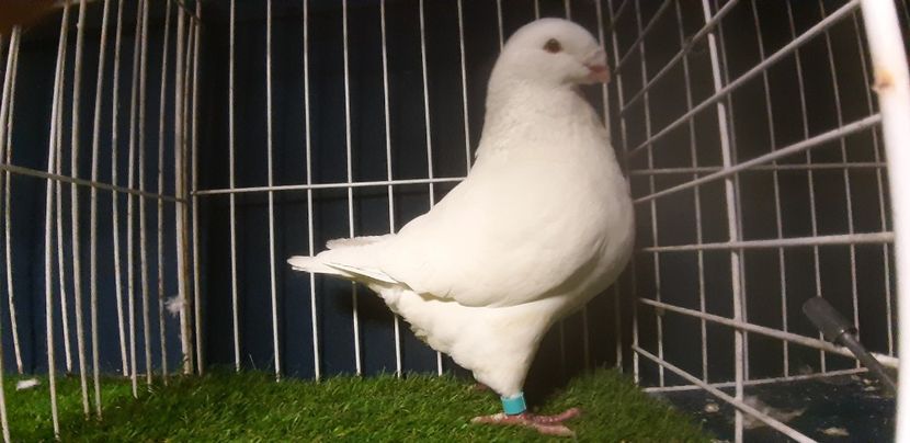 Mascul 2018 - Masculi 2019