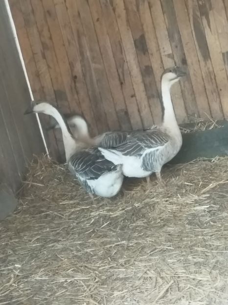  - Primele mele gâște leșești