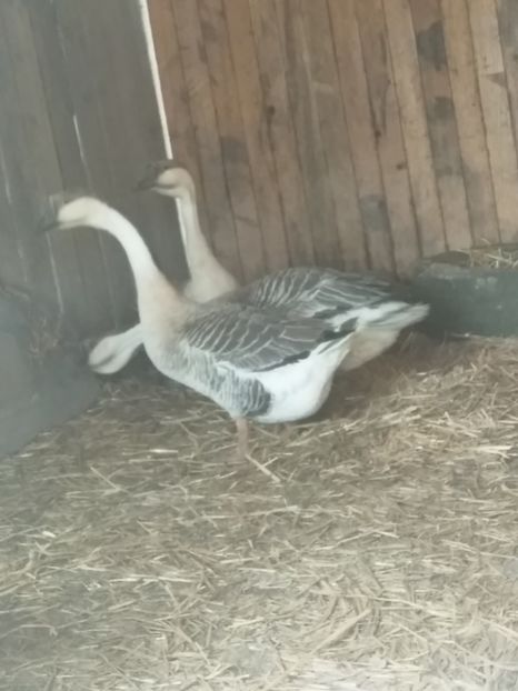  - Primele mele gâște leșești