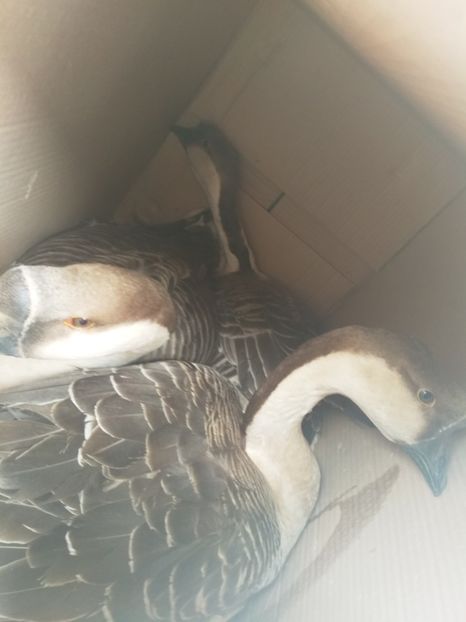  - Primele mele gâște leșești