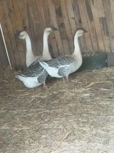  - Primele mele gâște leșești