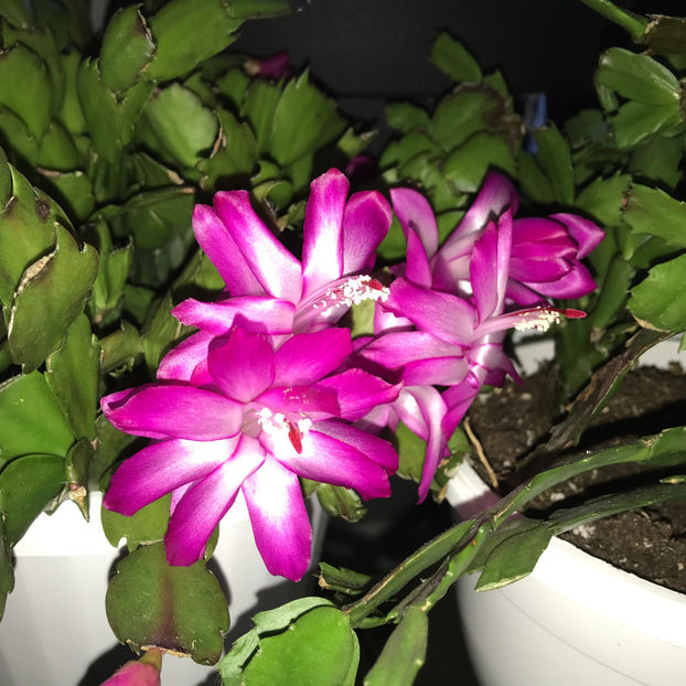  - Plante de interior 2019
