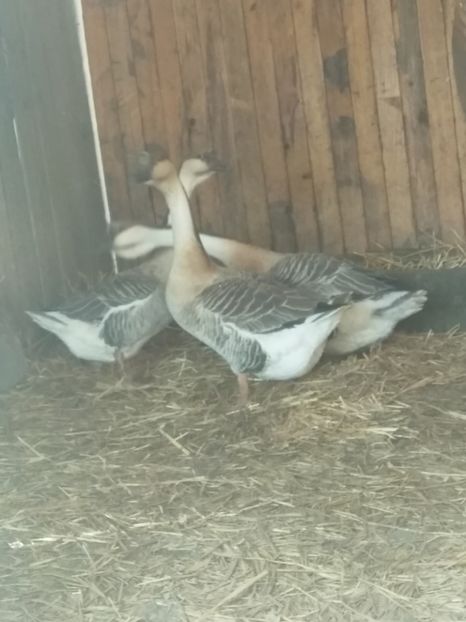  - Primele mele gâște leșești