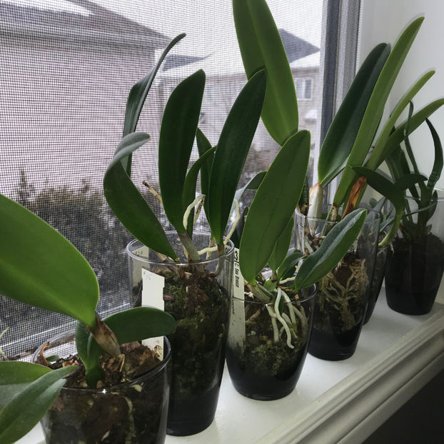  - Plante de interior 2019