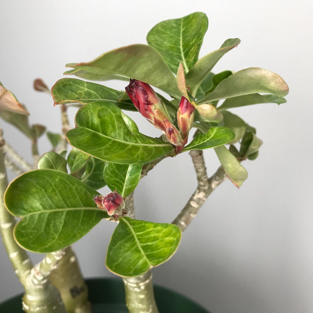  - Plante de interior 2019
