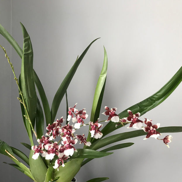  - Plante de interior 2019