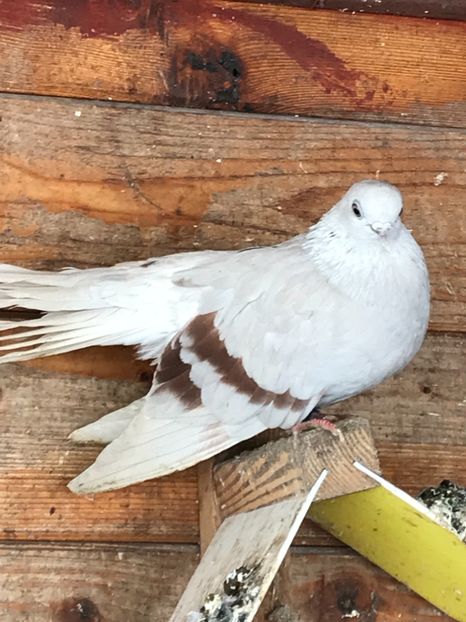 D56AAF25-856B-424F-A224-763FF1CE253B - Zburători Argintii