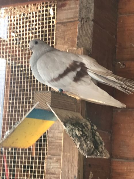 2F9CD44B-D1D6-4E11-B6A9-BB2AC40A8F72 - Zburători Argintii