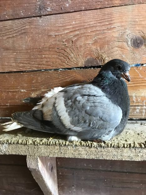 1FD8DBCE-C41D-4092-B18E-6F062FB58DD8 - Vargati cu dunga alba