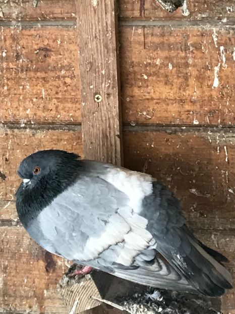 0B3DFD65-E9B4-4A41-B8B9-5CC654FE6BB4 - Vargati cu dunga alba