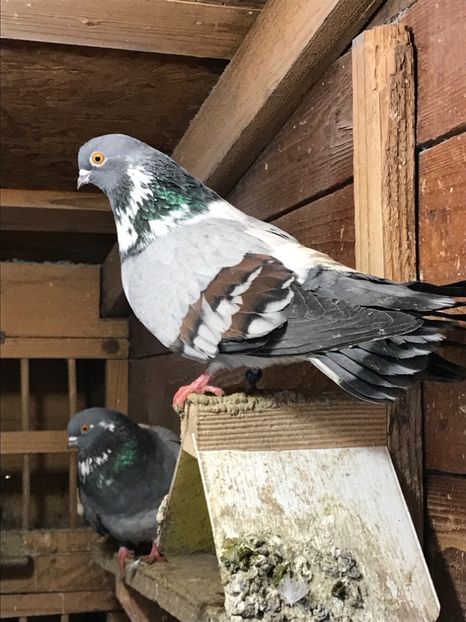 7FF74AE1-C9BA-45CE-A342-728667A2DEC5 - Panduri - nu ii mai dețin