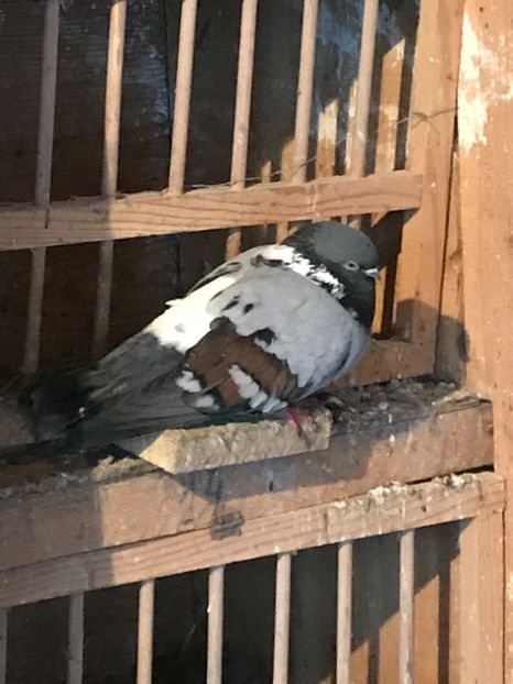 69B470EC-AD6F-4005-8995-A0D35943E3C2 - Panduri - nu ii mai dețin