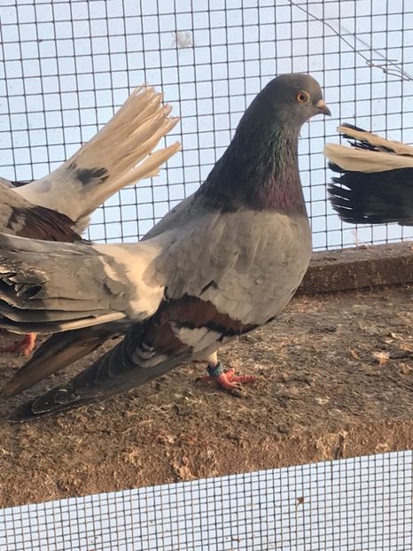 75D8784D-4C62-47DF-9AD2-DC38A3B7E181 - Panduri - nu ii mai dețin