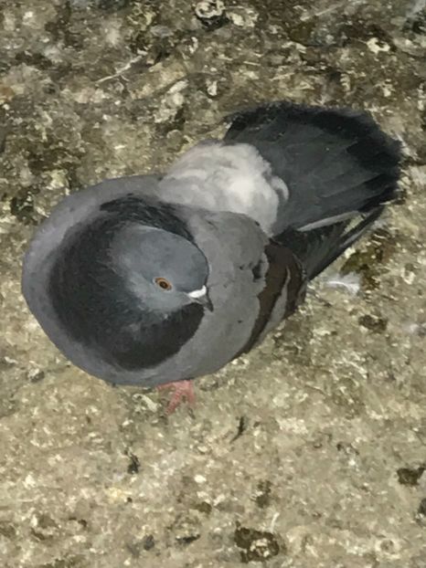 CBFAC1A2-BFC1-4604-9F3A-9F7BAA676E45 - Panduri - nu ii mai dețin