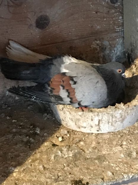 C1339E82-0925-4B53-877F-8633FDEC4105 - Panduri - nu ii mai dețin