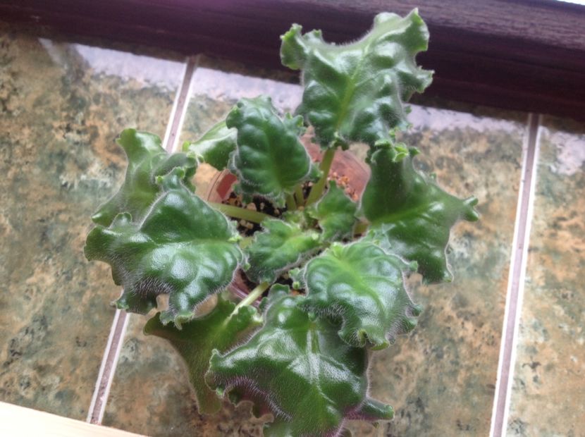  - RS Ice Rose RS Ledianaia Rosa