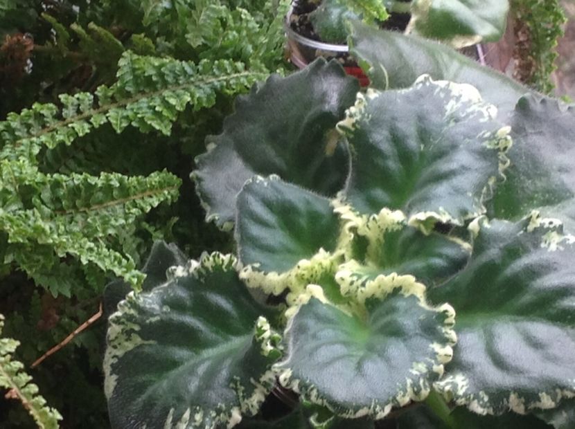  - LE Parisznije Tainy sport