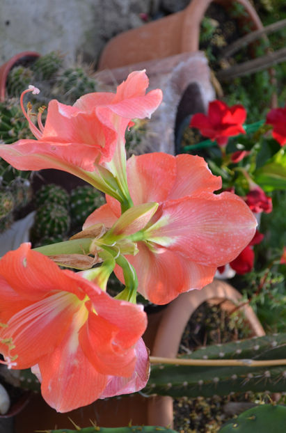  - dragostea  de natura