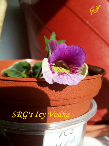 SRG s Icy Vodka(4-03-2019) - Sinningii 2019