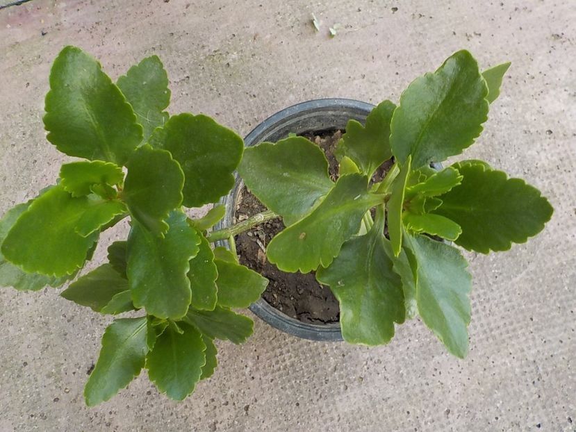  - kalanckoe blossfeldiana