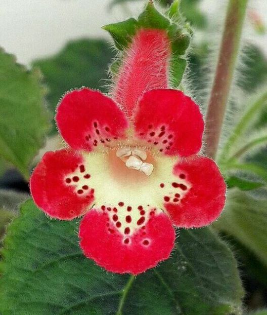 Kohleria NI'S Lima cu alta ,,față,, - Gesneriacee