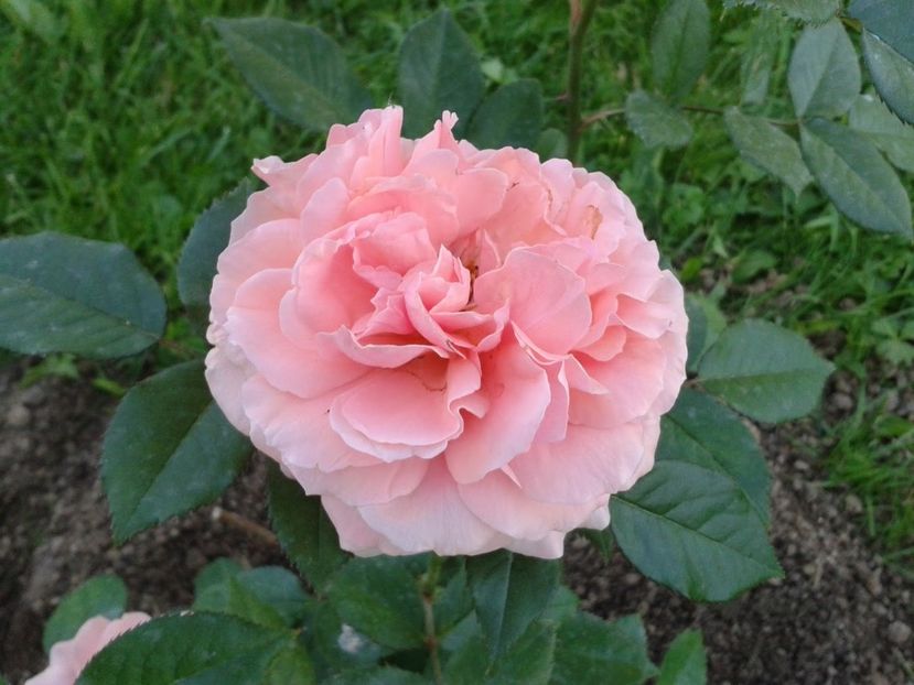 CHIPPENDALE- g (1) - CHIPPENDALE - dorinta