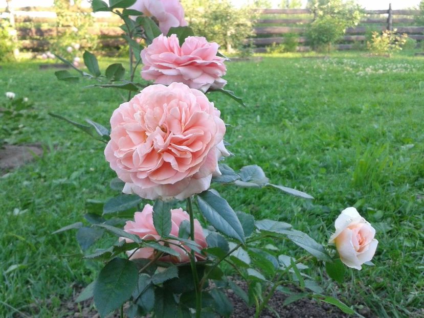 CHIPPENDALE- g (2) - CHIPPENDALE - dorinta