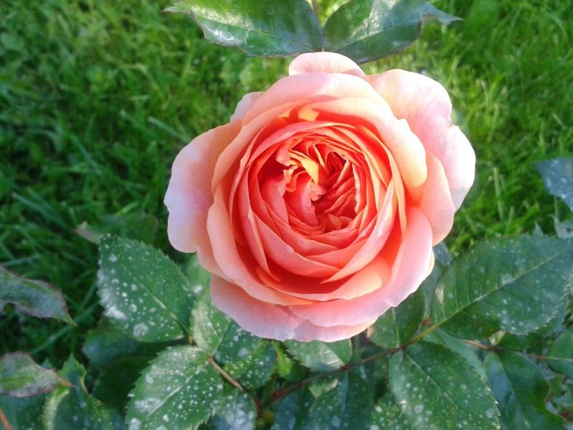 CHIPPENDALE-5 (2) - CHIPPENDALE - dorinta