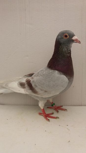 M 2018 vandut - De! voiajori vanduti