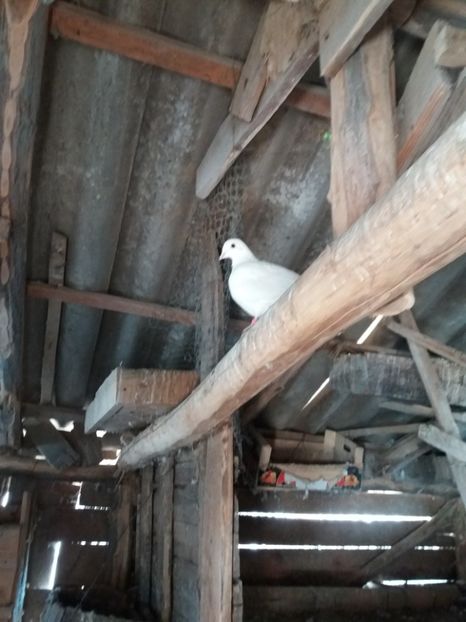 02.03.2019 -3 - Porumbei 2019