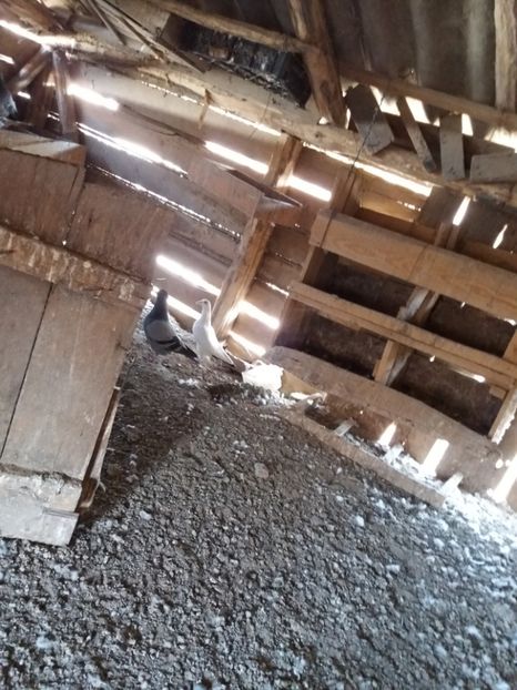 02.03.2019 -4 - Porumbei 2019