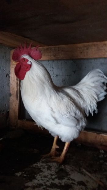  - Gaini si cocosi