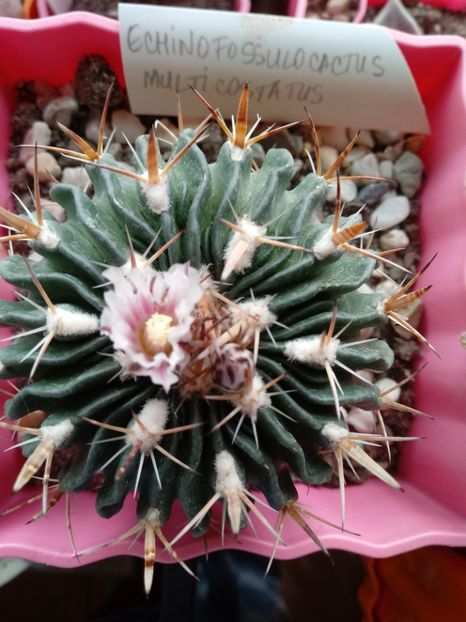 Echinofossulocactus Multicostatus - Cactusi