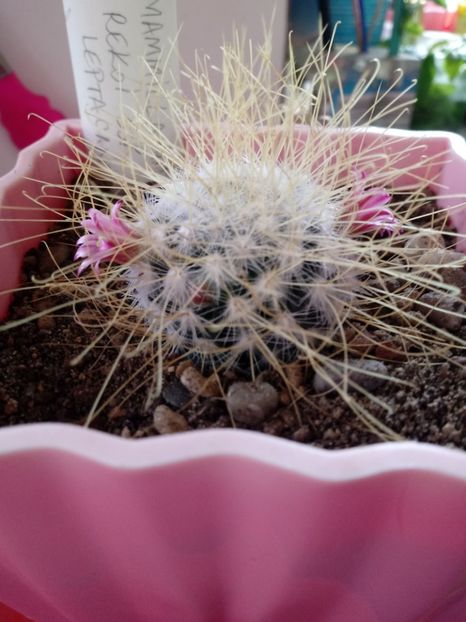  - Mammillaria