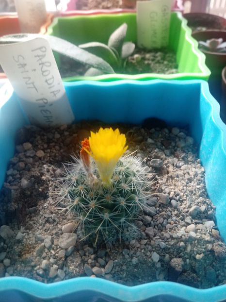  - Cactusi
