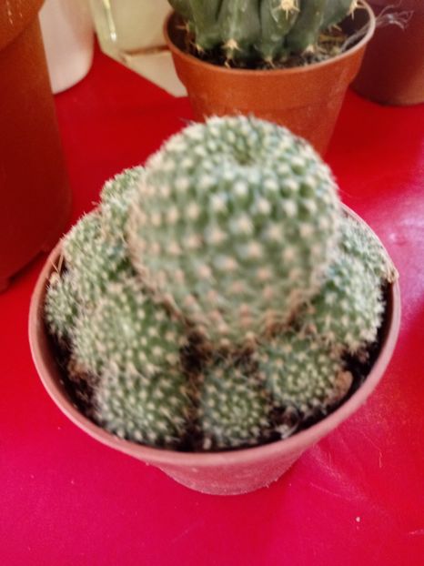  - Cactusi