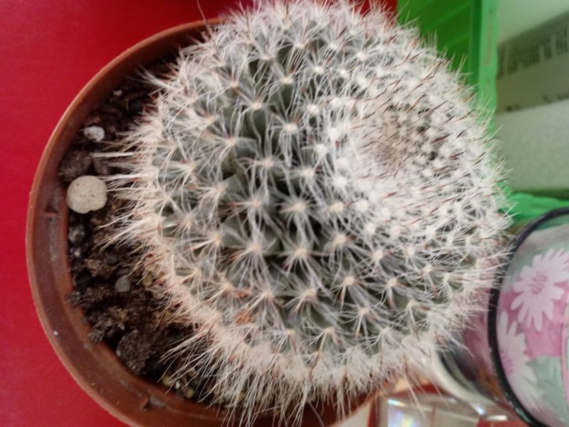  - Mammillaria