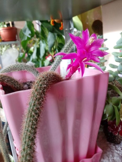  - Cactusi